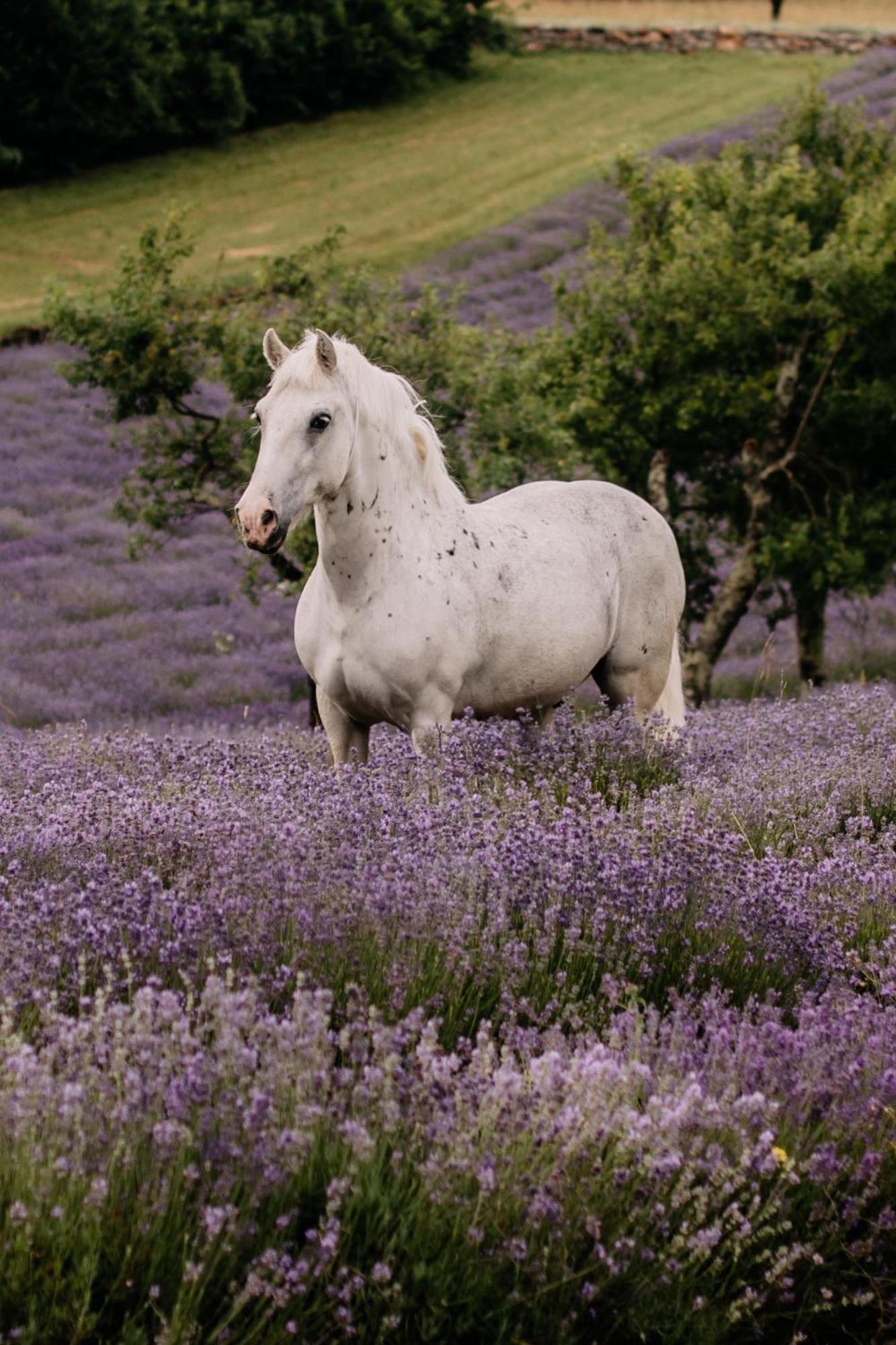 Tmbin'S Barn - Nature, Horses, Family Sežana Kültér fotó